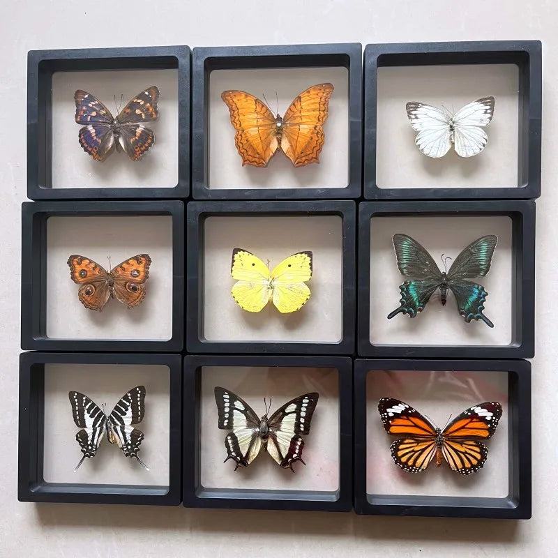 Real butterfly Specimen Photo Frame Rare Butterfly Ornament Gift Kindergarten Display Frame Hanging Picture Wall Decor