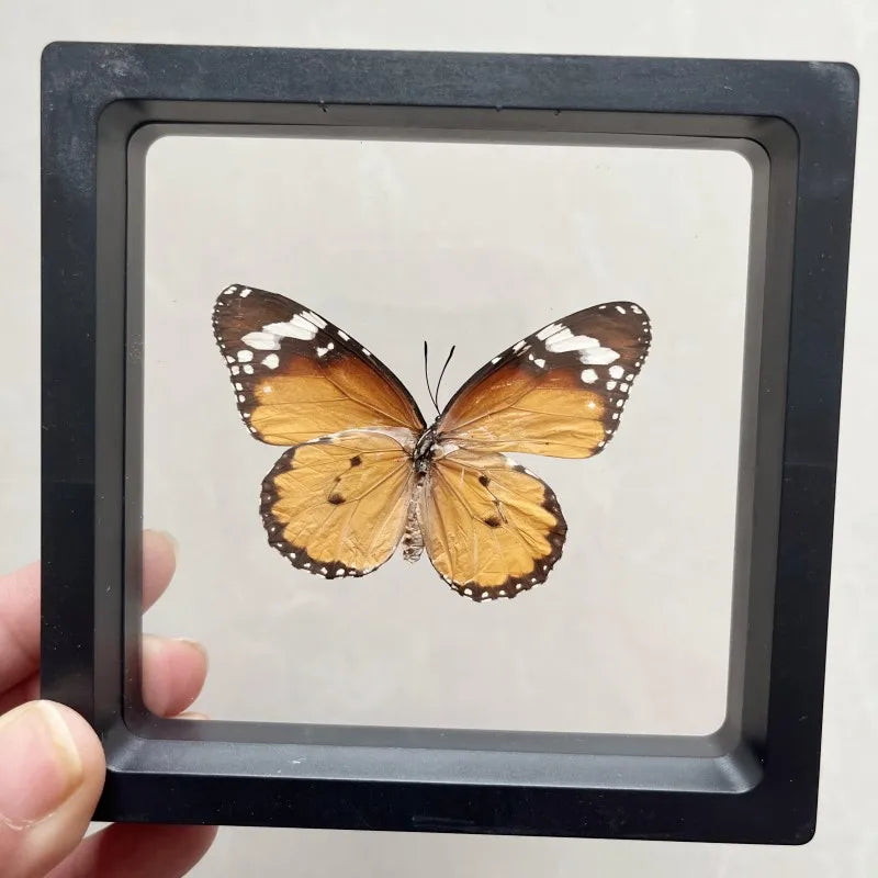 Real butterfly Specimen Photo Frame Rare Butterfly Ornament Gift Kindergarten Display Frame Hanging Picture Wall Decor