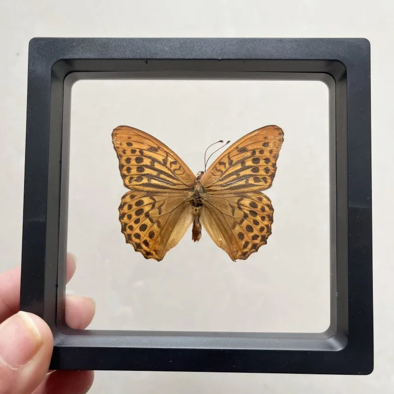 Real butterfly Specimen Photo Frame Rare Butterfly Ornament Gift Kindergarten Display Frame Hanging Picture Wall Decor