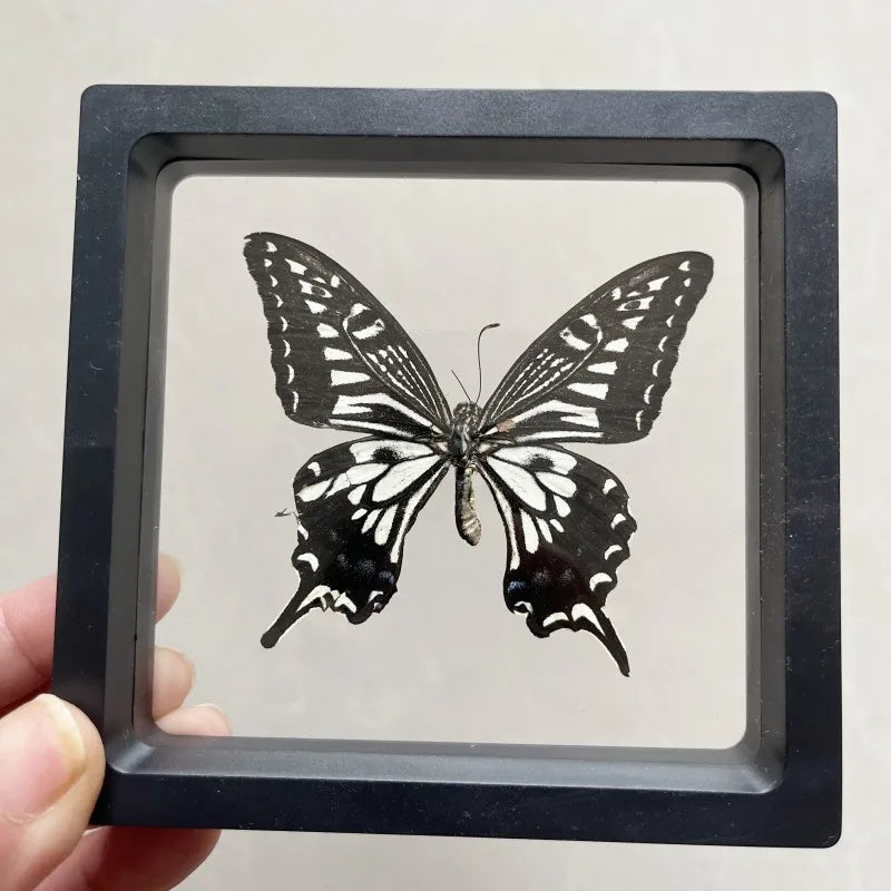 Real butterfly Specimen Photo Frame Rare Butterfly Ornament Gift Kindergarten Display Frame Hanging Picture Wall Decor