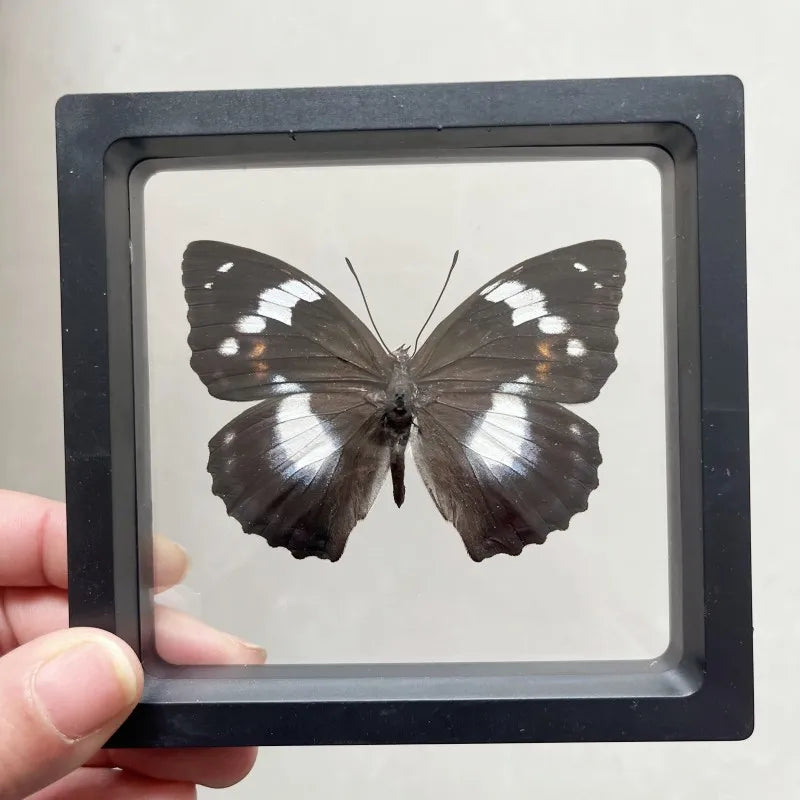 Real butterfly Specimen Photo Frame Rare Butterfly Ornament Gift Kindergarten Display Frame Hanging Picture Wall Decor