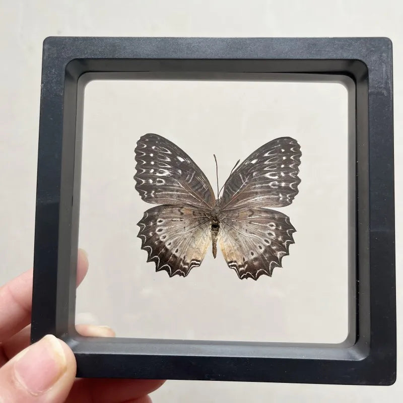 Real butterfly Specimen Photo Frame Rare Butterfly Ornament Gift Kindergarten Display Frame Hanging Picture Wall Decor