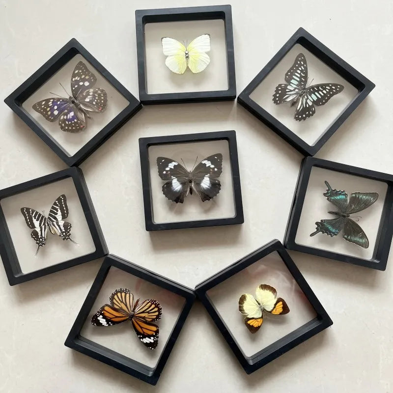 Real butterfly Specimen Photo Frame Rare Butterfly Ornament Gift Kindergarten Display Frame Hanging Picture Wall Decor