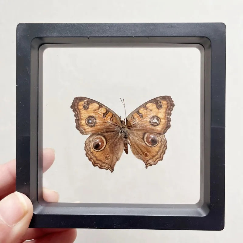 Real butterfly Specimen Photo Frame Rare Butterfly Ornament Gift Kindergarten Display Frame Hanging Picture Wall Decor