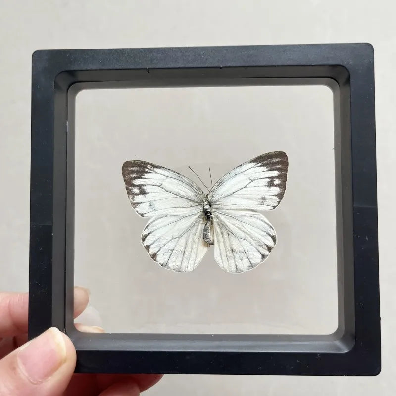 Real butterfly Specimen Photo Frame Rare Butterfly Ornament Gift Kindergarten Display Frame Hanging Picture Wall Decor