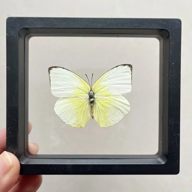 Real butterfly Specimen Photo Frame Rare Butterfly Ornament Gift Kindergarten Display Frame Hanging Picture Wall Decor