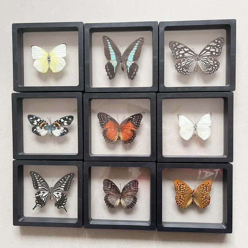 Real butterfly Specimen Photo Frame Rare Butterfly Ornament Gift Kindergarten Display Frame Hanging Picture Wall Decor