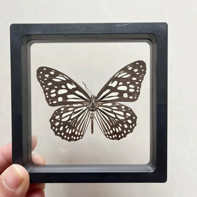 Real butterfly Specimen Photo Frame Rare Butterfly Ornament Gift Kindergarten Display Frame Hanging Picture Wall Decor