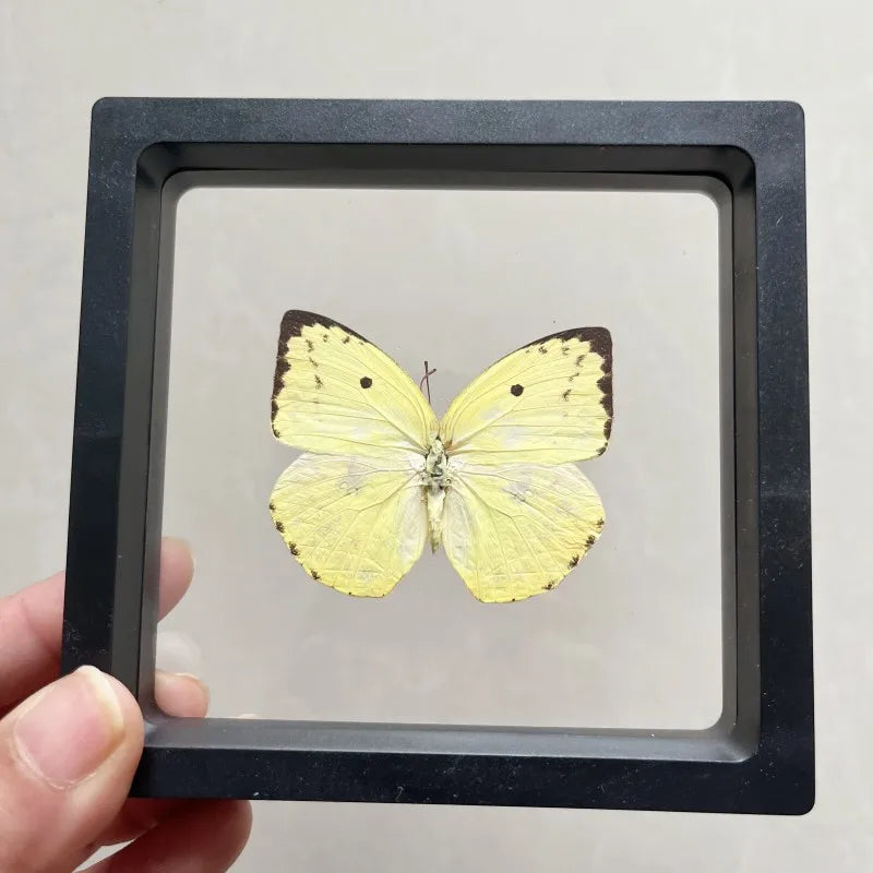 Real butterfly Specimen Photo Frame Rare Butterfly Ornament Gift Kindergarten Display Frame Hanging Picture Wall Decor