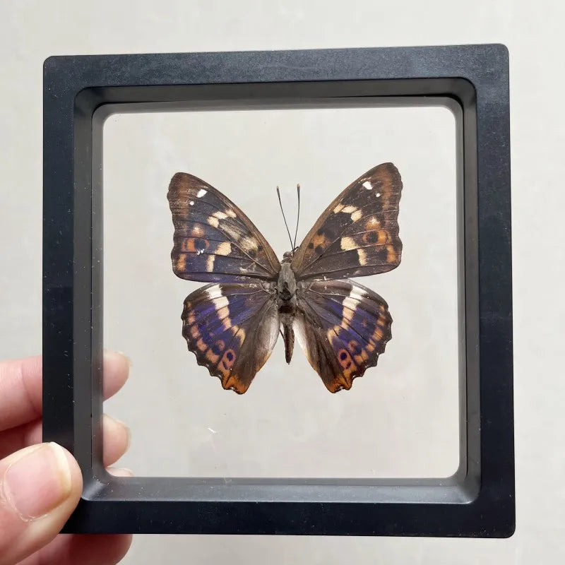 Real butterfly Specimen Photo Frame Rare Butterfly Ornament Gift Kindergarten Display Frame Hanging Picture Wall Decor