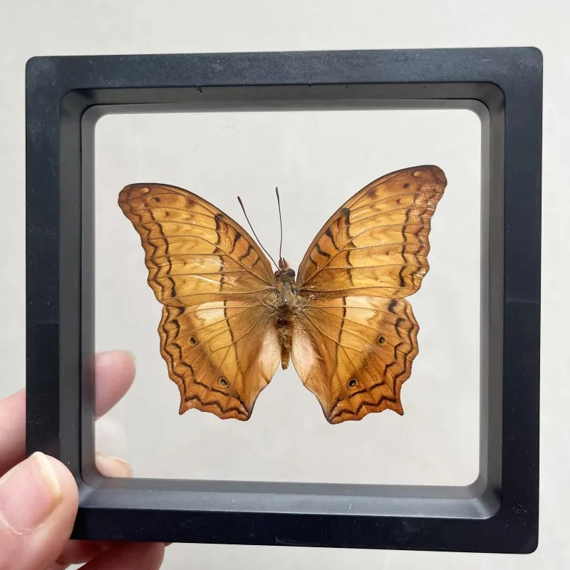 Real butterfly Specimen Photo Frame Rare Butterfly Ornament Gift Kindergarten Display Frame Hanging Picture Wall Decor