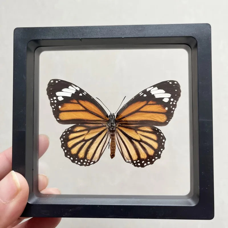 Real butterfly Specimen Photo Frame Rare Butterfly Ornament Gift Kindergarten Display Frame Hanging Picture Wall Decor