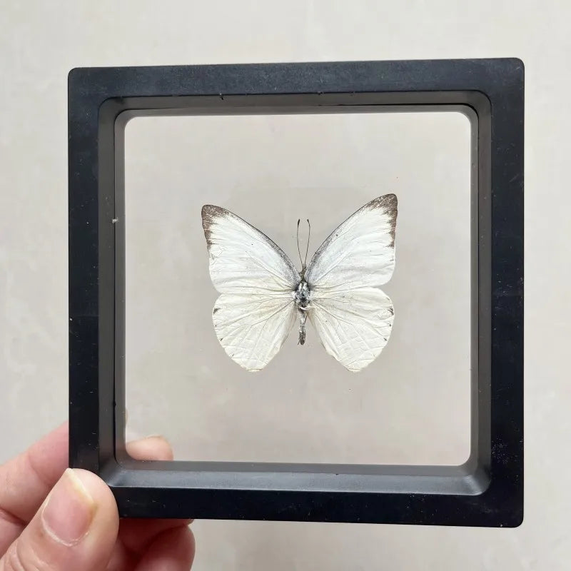 Real butterfly Specimen Photo Frame Rare Butterfly Ornament Gift Kindergarten Display Frame Hanging Picture Wall Decor