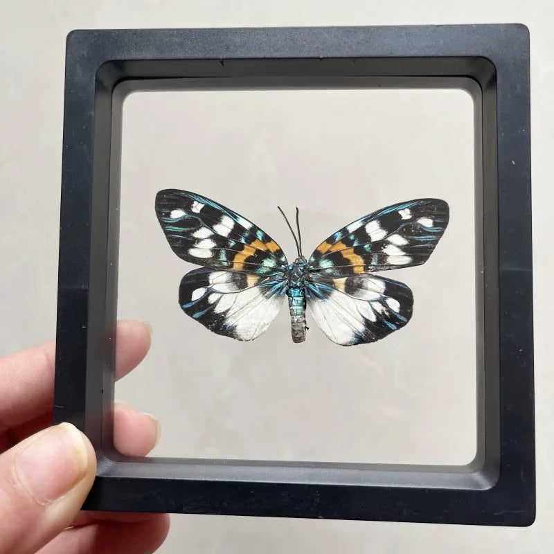 Real butterfly Specimen Photo Frame Rare Butterfly Ornament Gift Kindergarten Display Frame Hanging Picture Wall Decor