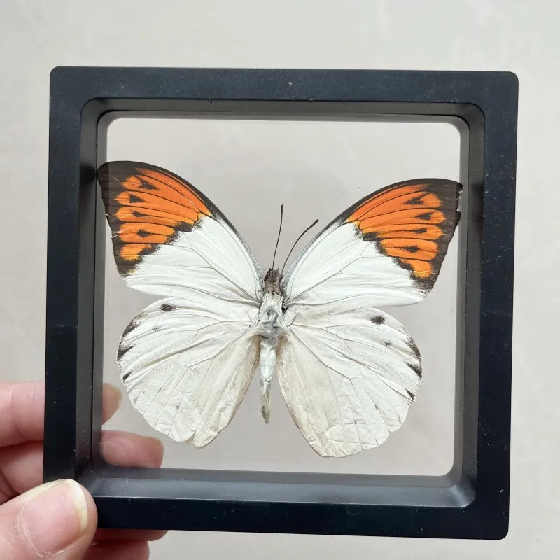 Real butterfly Specimen Photo Frame Rare Butterfly Ornament Gift Kindergarten Display Frame Hanging Picture Wall Decor