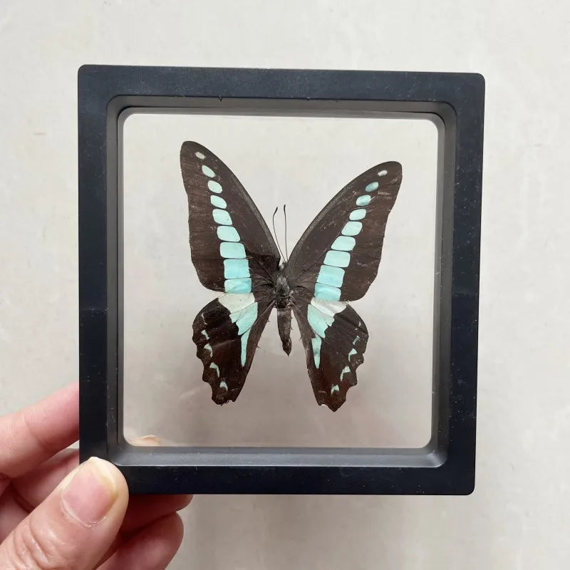 Real butterfly Specimen Photo Frame Rare Butterfly Ornament Gift Kindergarten Display Frame Hanging Picture Wall Decor